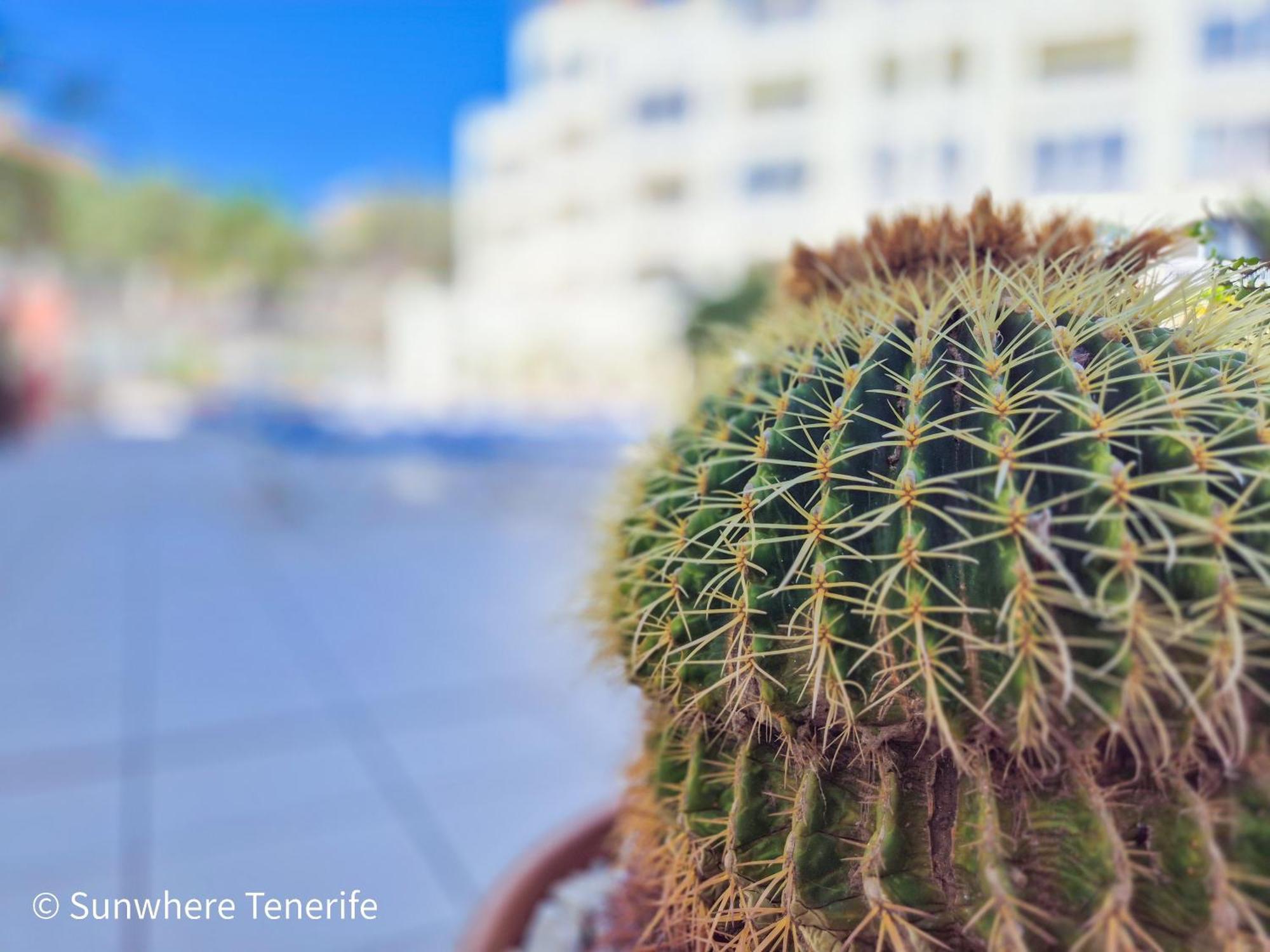 Mona'S Point Tenerife - Aircon, Private Parking And Heated Pool ซานมิเกลเดียโบนา ภายนอก รูปภาพ